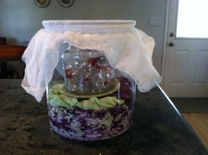 Future fermented cabbage